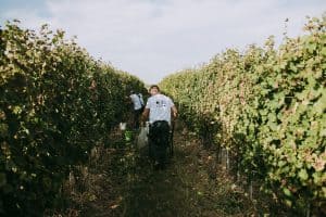 vinogradi TRS Vinarija