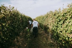 vinogradi TRS Vinarija